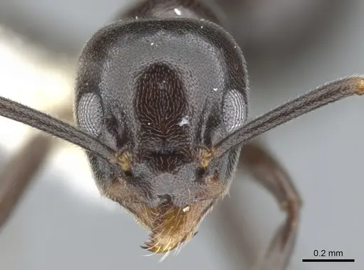 Technomyrmex reductus specimen CASENT0903046 image casent0903046_2