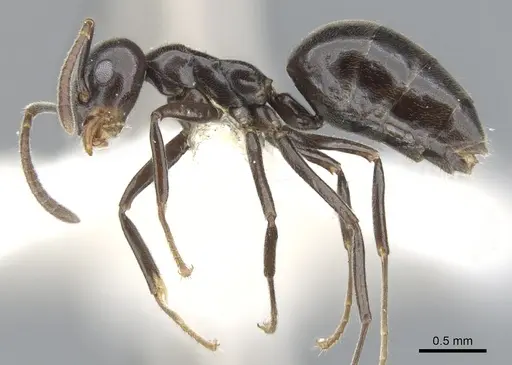 Technomyrmex reductus specimen CASENT0903046 image casent0903046_3