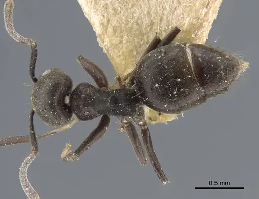 Technomyrmex rotundiceps specimen CASENT0917127 image casent0917127_1