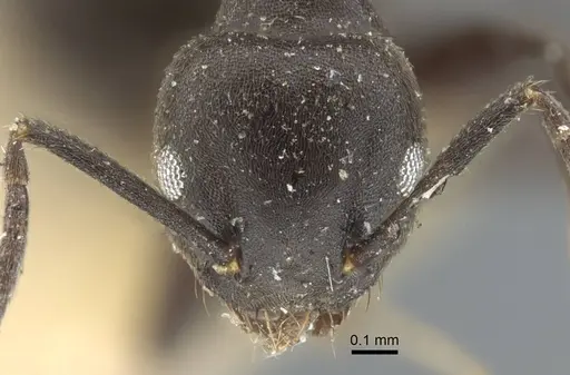 Technomyrmex rotundiceps specimen CASENT0917127 image casent0917127_2