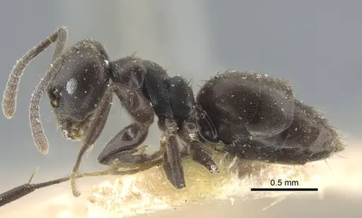 Technomyrmex rotundiceps specimen CASENT0917127 image casent0917127_4