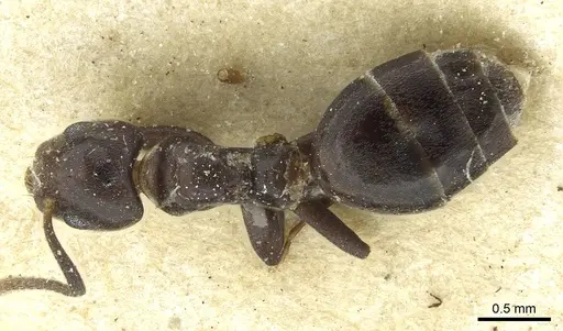 Technomyrmex rusticus specimen CASENT0911592 image casent0911592_1