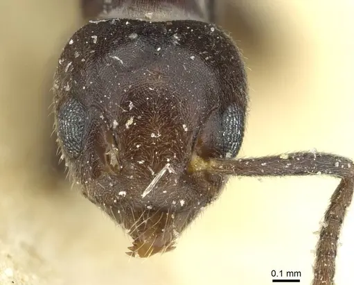 Technomyrmex rusticus specimen CASENT0911592 image casent0911592_2