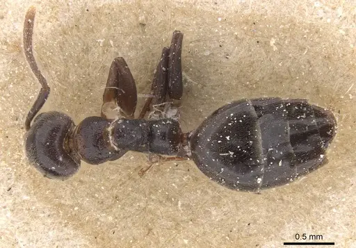 Technomyrmex rusticus specimen RMCAENT000017800 image rmcaent000017800_1