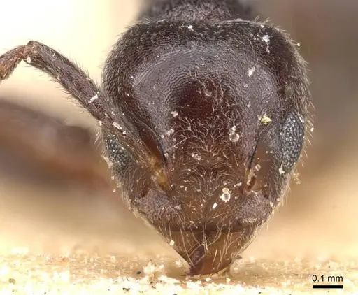Technomyrmex rusticus specimen RMCAENT000017800 image rmcaent000017800_2
