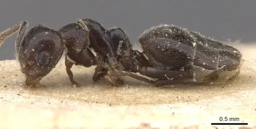 Technomyrmex rusticus specimen RMCAENT000017800 image rmcaent000017800_3