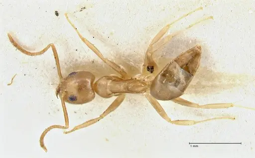 Technomyrmex schimmeri specimen FOCOL2877 image focol2877_1