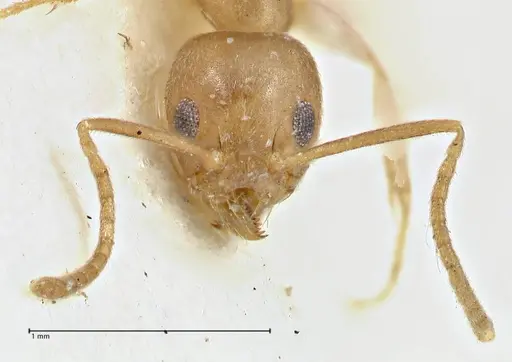 Technomyrmex schimmeri specimen FOCOL2877 image focol2877_2