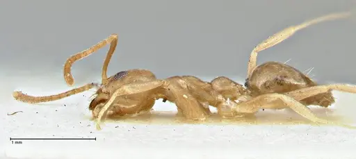 Technomyrmex schimmeri specimen FOCOL2877 image focol2877_3