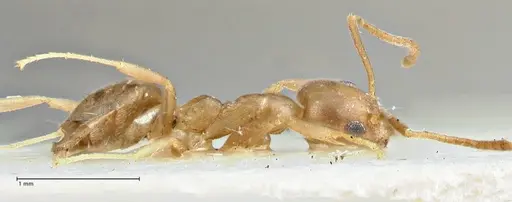 Technomyrmex schimmeri specimen FOCOL2877 image focol2877_4