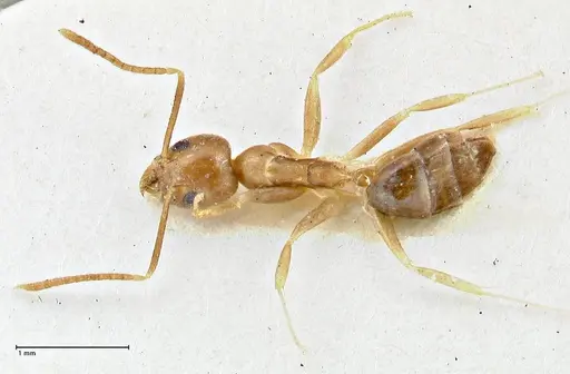 Technomyrmex schimmeri specimen FOCOL2878 image focol2878_1