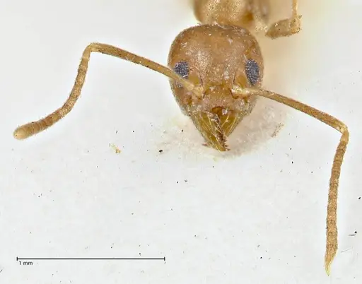 Technomyrmex schimmeri specimen FOCOL2878 image focol2878_2