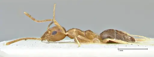Technomyrmex schimmeri specimen FOCOL2878 image focol2878_3