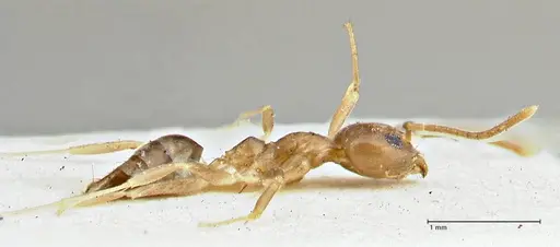 Technomyrmex schimmeri specimen FOCOL2878 image focol2878_4