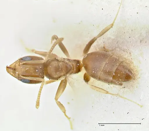 Technomyrmex schimmeri specimen FOCOL2879 image focol2879_1