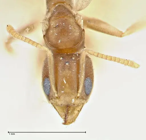 Technomyrmex schimmeri specimen FOCOL2879 image focol2879_2