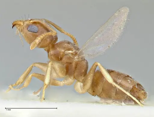 Technomyrmex schimmeri specimen FOCOL2879 image focol2879_3