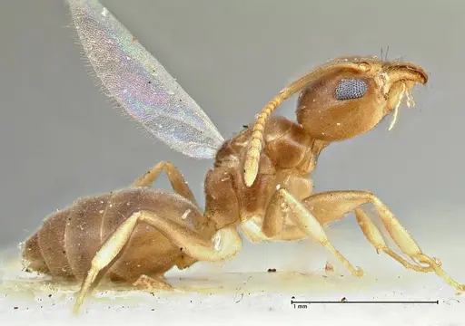 Technomyrmex schimmeri specimen FOCOL2879 image focol2879_4