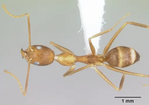 Technomyrmex schoedli specimen CASENT0103272 image casent0103272_1