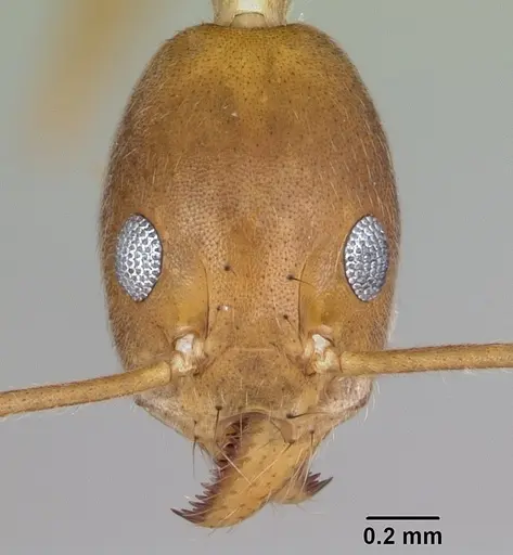 Technomyrmex schoedli specimen CASENT0103272 image casent0103272_2