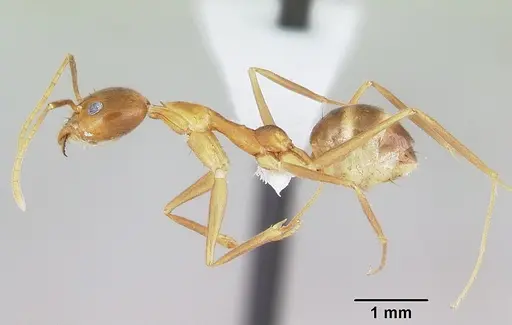 Technomyrmex schoedli specimen CASENT0103272 image casent0103272_3