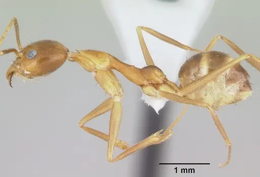 Technomyrmex schoedli specimen CASENT0103272 image casent0103272_4