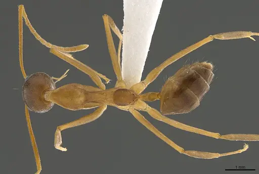 Technomyrmex schoedli specimen CASENT0170250 image casent0170250_1