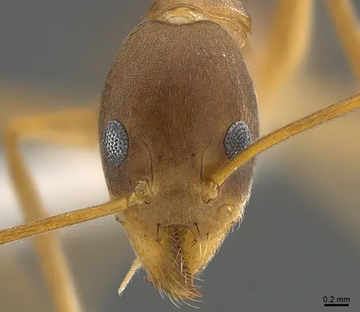 Technomyrmex schoedli specimen CASENT0170250 image casent0170250_2