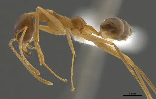 Technomyrmex schoedli specimen CASENT0170250 image casent0170250_3