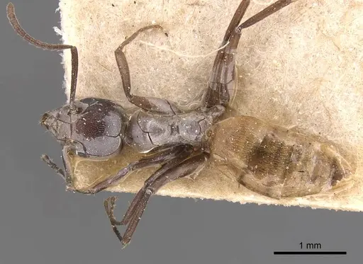 Technomyrmex schoutedeni specimen CASENT0905069 image casent0905069_1