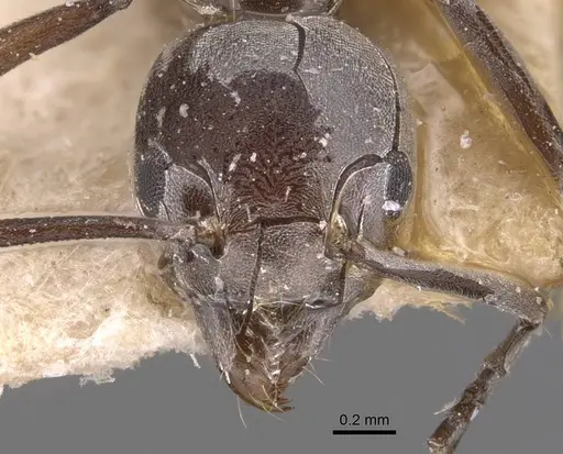 Technomyrmex schoutedeni specimen CASENT0905069 image casent0905069_2