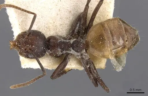 Technomyrmex schoutedeni specimen CASENT0909759 image casent0909759_1