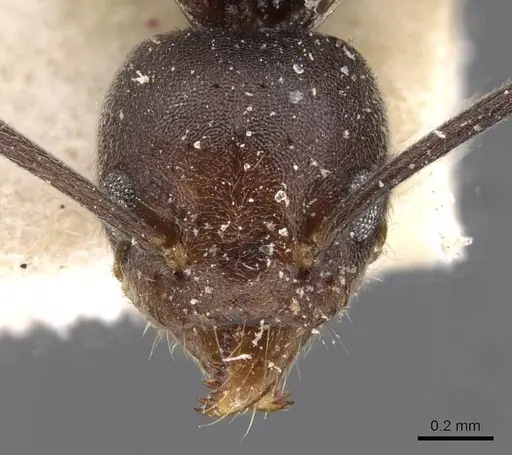 Technomyrmex schoutedeni specimen CASENT0909759 image casent0909759_2