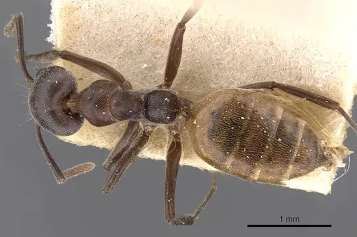 Technomyrmex schoutedeni specimen CASENT0909807 image casent0909807_1