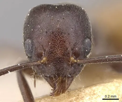Technomyrmex schoutedeni specimen CASENT0909807 image casent0909807_2