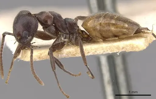 Technomyrmex schoutedeni specimen CASENT0909807 image casent0909807_3