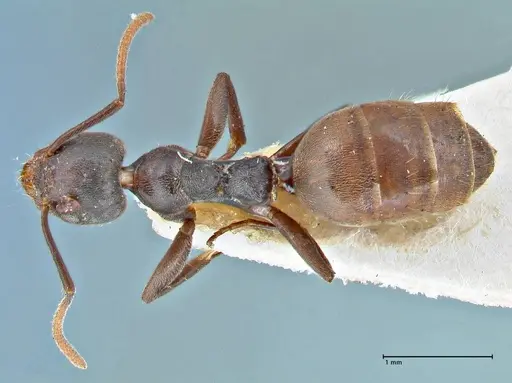 Technomyrmex schoutedeni specimen FOCOL2853 image focol2853_1