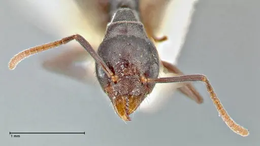 Technomyrmex schoutedeni specimen FOCOL2853 image focol2853_2