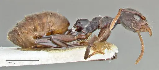 Technomyrmex schoutedeni specimen FOCOL2853 image focol2853_4