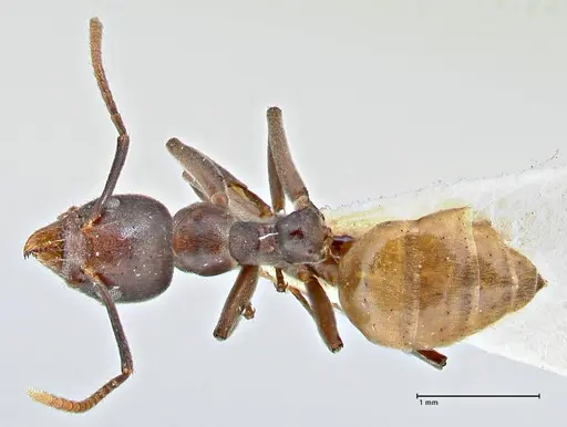 Technomyrmex schoutedeni specimen FOCOL2854 image focol2854_1