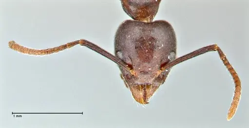Technomyrmex schoutedeni specimen FOCOL2854 image focol2854_2