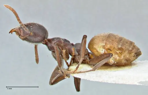Technomyrmex schoutedeni specimen FOCOL2854 image focol2854_3
