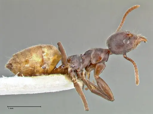 Technomyrmex schoutedeni specimen FOCOL2854 image focol2854_4