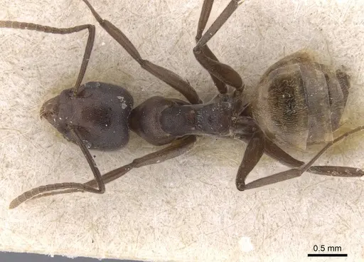 Technomyrmex schoutedeni specimen RMCAENT000017799 image rmcaent000017799_1
