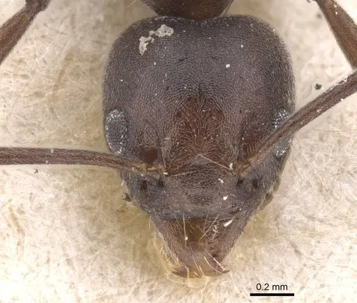 Technomyrmex schoutedeni specimen RMCAENT000017799 image rmcaent000017799_2