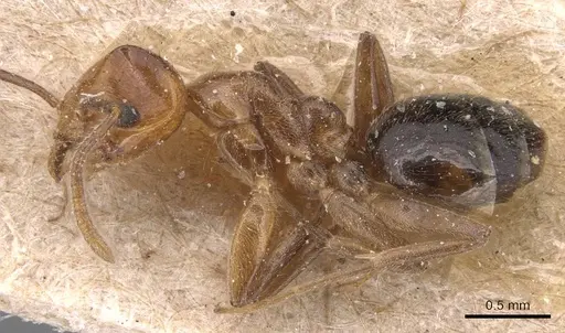 Technomyrmex semiruber specimen CASENT0905075 image casent0905075_3