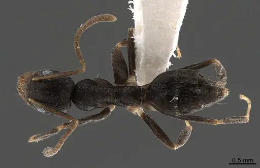Technomyrmex senex specimen CASENT0746801 image casent0746801_1