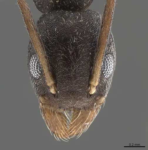 Technomyrmex senex specimen CASENT0746801 image casent0746801_2