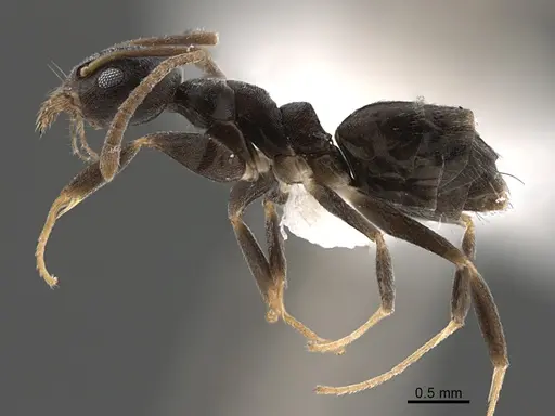 Technomyrmex senex specimen CASENT0746801 image casent0746801_4