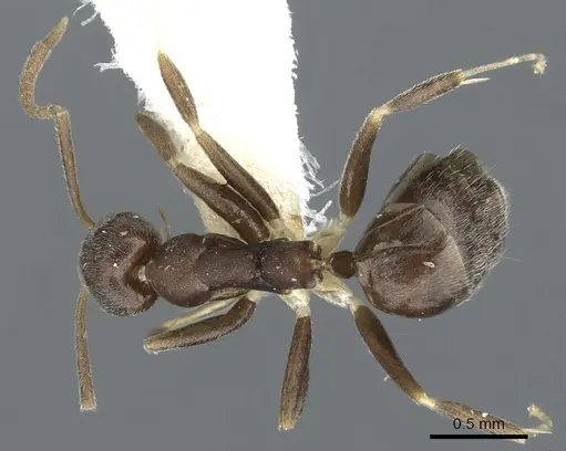 Technomyrmex senex specimen CASENT0903054 image casent0903054_1